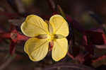 Mexican primrose-willow